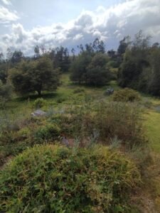 ll2500129 img 2 large