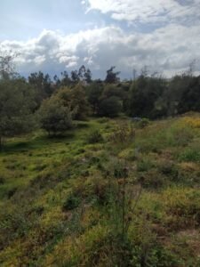 ll2500129 img 4 large