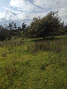 ll2500129 img 6 large