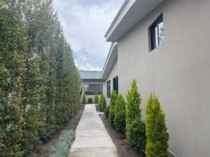 rs2401083 img 24 large