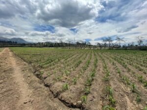 rs2500279 img 6 large